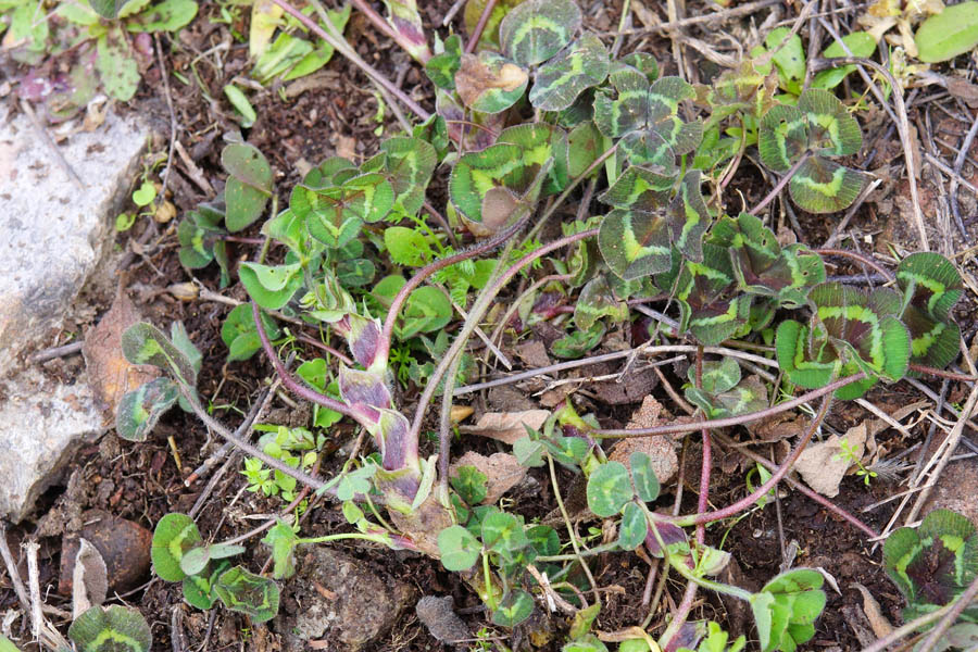 Trifolium subterraneum subsp. oxaloides / Trifoglio simile all''acetosella